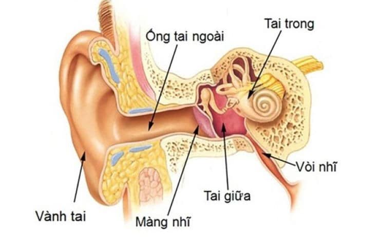 Viêm tai giữa: Nguyên nhân, triệu chứng, cách điều trị và phòng bệnh